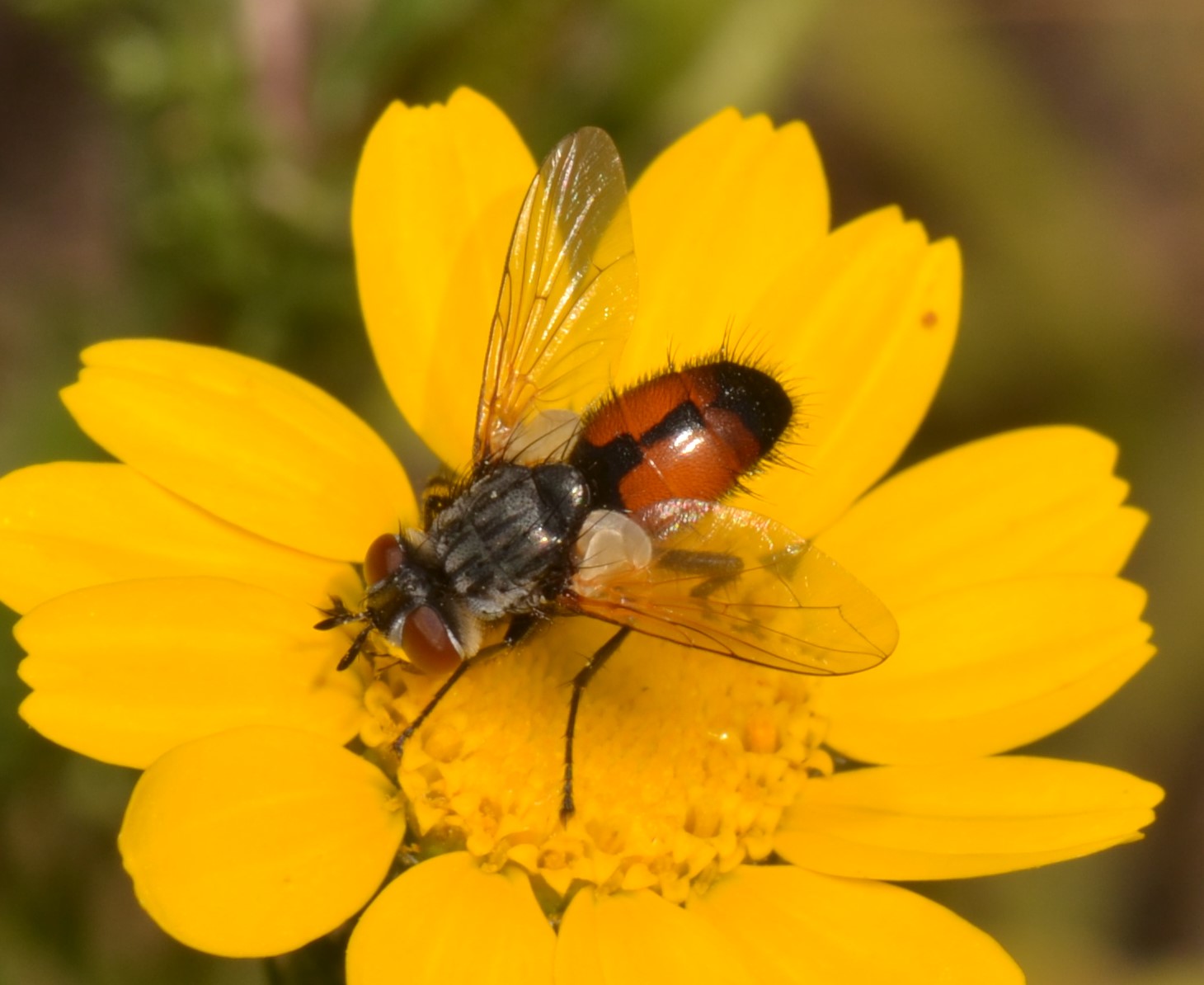 Eriothrix rufomaculatus  Tachinidae Dexiinae ??  No, Besseria lateritia